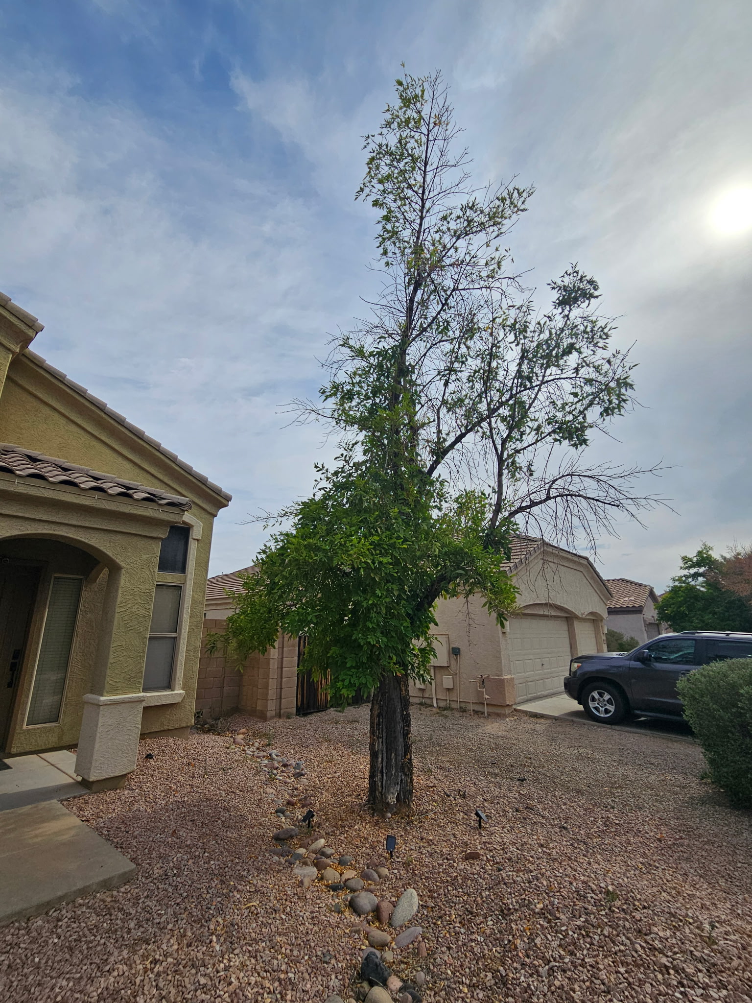 Tree Frog LLC work photo