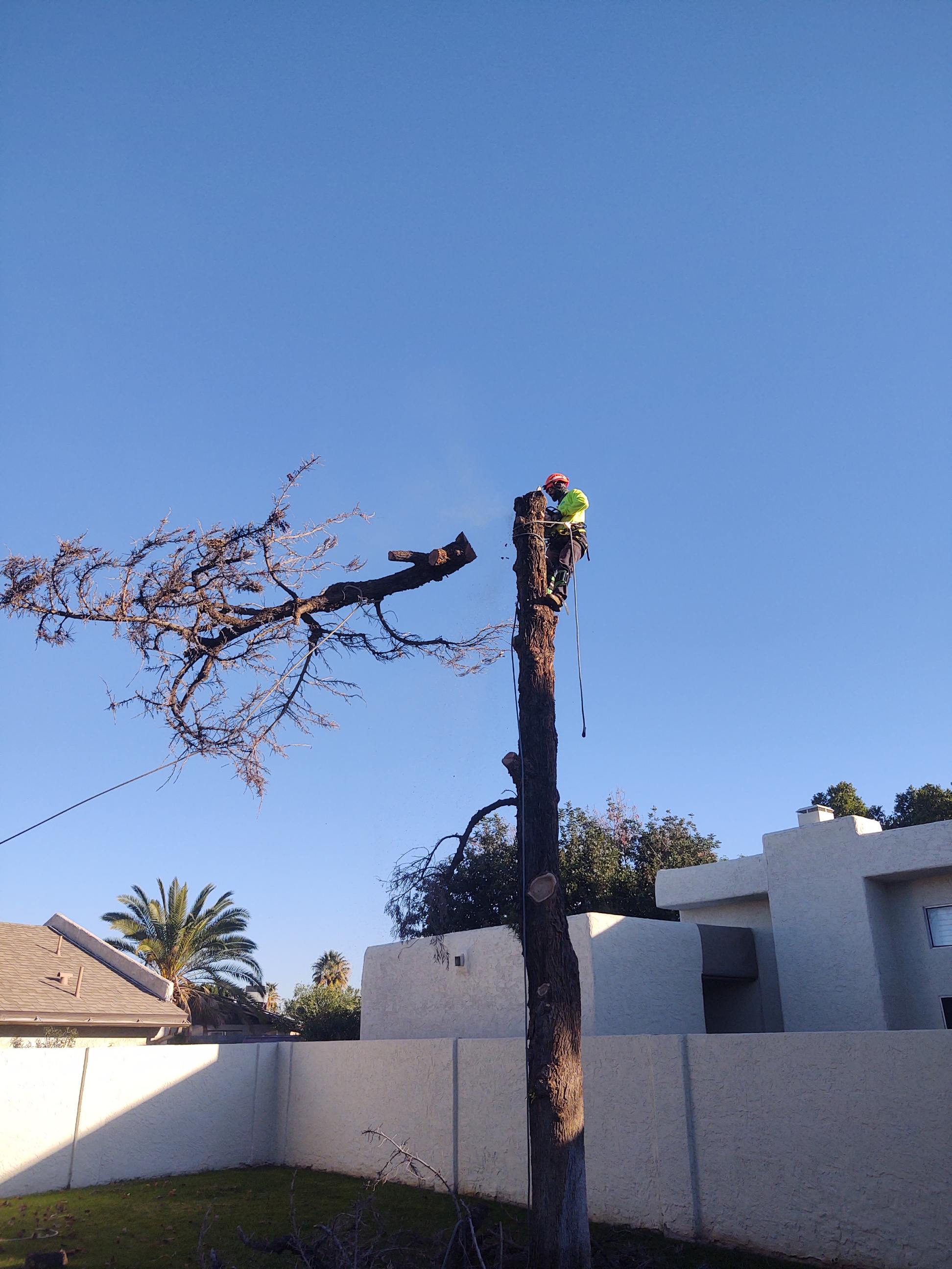 Tree Frog LLC work photo