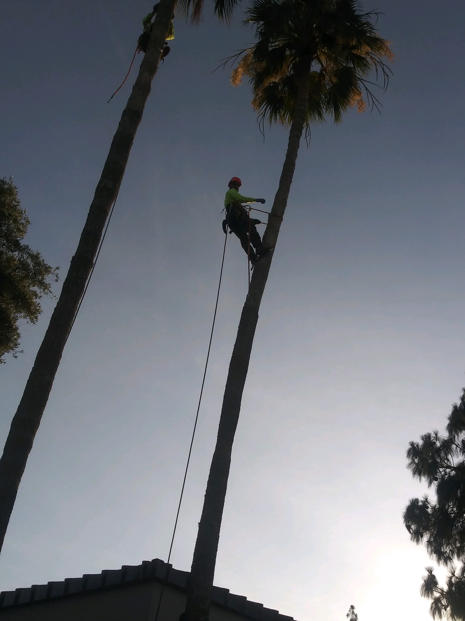 Tree Frog LLC work photo